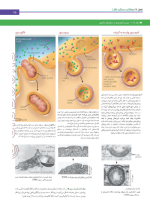 دانلود کتاب بیولوژی کمپبل خانه زیست شناسی 213 صفحه PDF 📘-1